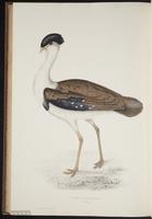 Ardeotis nigriceps plate 91