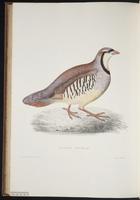 Century of birds from the Himalaya, 1:287