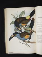 Andigena laminirostris plate 38