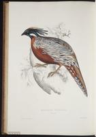 Pucrasia macrolopha plate 88