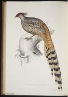 Pucrasia macrolopha plate 87