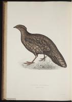 Tragopan melanocephalus plate 84