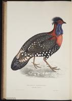 Tragopan melanocephalus plate 82