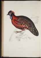 Tragopan satyra plate 81