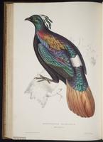 Lophophorus impejanus plate 79