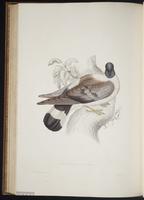 Columba leuconota plate 78