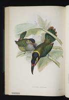 Selenidera pipervora plate 37