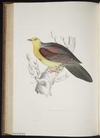 Treron sphenurus plate 75