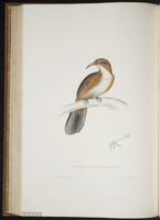 Pomatorhinus erythrogenys plate 73