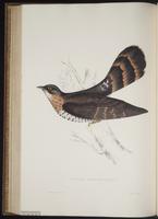 Cuculus sparverioides plate 71