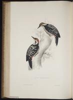 Dendrocopos auriceps plate 69