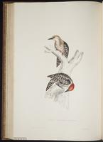 Dendrocopos mahrattensis plate 67