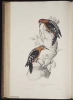 Hypopicus hyperythrus plate 65