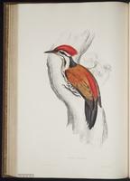 Dinopium shorii plate 64