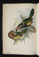 Selenidera reinwardti plate 36