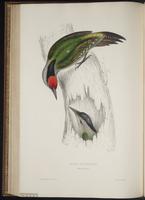 Picus canus plate 62