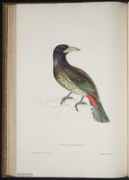 Megalaima virens plate 61