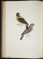 Mycerobas icterioides plate 59