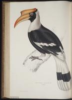 Buceros abicornis plate 58