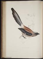 Dendrocitta formosae plate 57