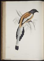 Dendrocitta vagabunda plate 56