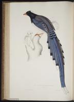 Urocissa erythrorhyncha plate 55