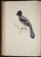 Garrulus lanceolatus plate 54