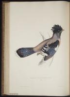 Garrulus lanceolatus plate 53