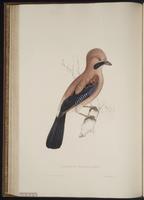 Garrulus glandarius plate 52