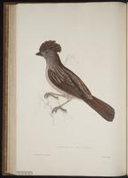 Garrulax striatus plate 51