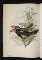 Selenidera nattereri plate 35