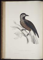 Nucifraga caryocatactes hemispila plate 50