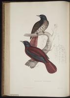 Oriolus traillii plate 48