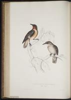 Saroglossa spiloptera plate 46