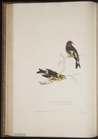Carduelis carduelis caniceps plate 44