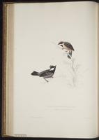 Aegithalos concinnus plate 39