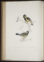 Parus xanthogenys plate 37