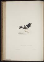 Enicurus scouleri plate 36