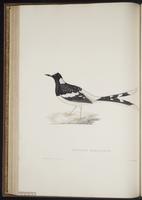 Enicurus maculatus plate 35