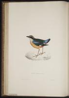 Pitta brachyura plate 29