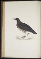 Zoothera monticola plate 28