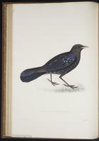 Myiophonus caeruleus plate 27