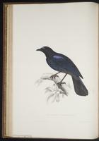 Myiophonus horsfieldii plate 26