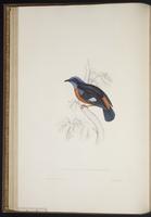 Century of birds from the Himalaya, 1:91
