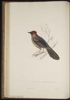 Dendrocopos mahrattensis plate 24