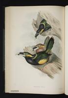 Selenidera gouldi plate 33