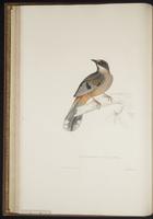 Garrulax variegatus plate 23