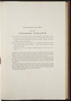 Century of birds from the Himalaya, 1:76