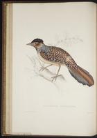 Toxostoma ocellatum plate 22