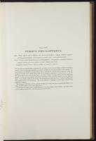 Century of birds from the Himalaya, 1:72